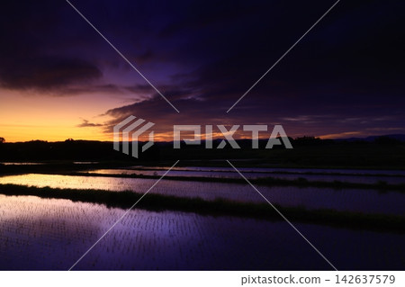 Sunset glowing in a paddy field Sunset glowing in a paddy field 142637579