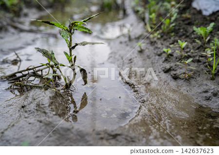 雨後農場道路上的水坑和雜草。 雨後農場道路上的水坑和雜草。 142637623