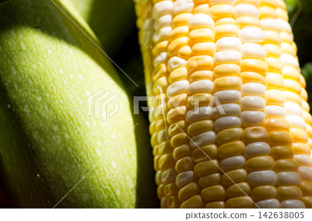 Macro shot of bi-color corn cob next to green zucchini in sunlight Macro shot of bi-color corn cob next to green zucchini in sunlight 142638005