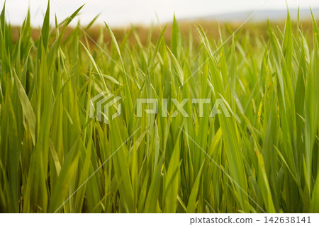 Vibrant green grass swaying gently in the warm afternoon breeze Vibrant green grass swaying gently in the warm afternoon breeze 142638141