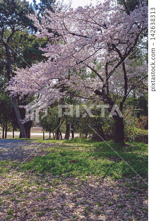 大阪府豐中市服部綠地公園 - 櫻花 大阪府豐中市服部綠地公園 - 櫻花 142638313