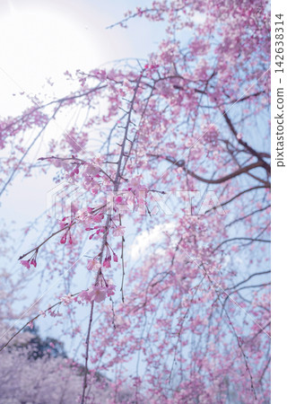 Drooping cherry tree Drooping cherry tree 142638314