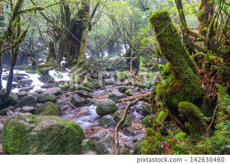 Winter in Shiratani Unsuikyo Gorge, Yakushima: A stream with beautiful moss. Winter in Shiratani Unsuikyo Gorge, Yakushima: A stream with beautiful moss. 142638460