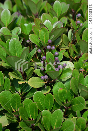 Rhaphiolepis indica、Rhaphiolepis umbellata、樹籬、柵欄 Rhaphiolepis indica、Rhaphiolepis umbellata、樹籬、柵欄 142638558