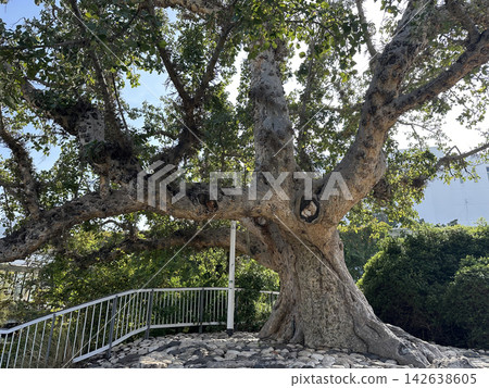 Old sycamore tree in Jacob garden in Tel-Aviv Old sycamore tree in Jacob garden in Tel-Aviv 142638605