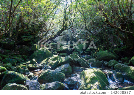 Winter in Shiratani Unsuikyo Gorge, Yakushima Island: A valley bathed in dappled sunlight. Winter in Shiratani Unsuikyo Gorge, Yakushima Island: A valley bathed in dappled sunlight. 142638887