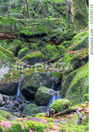Winter in Shiratani Unsuikyo Gorge, Yakushima: A stream with beautiful moss. Winter in Shiratani Unsuikyo Gorge, Yakushima: A stream with beautiful moss. 142639114
