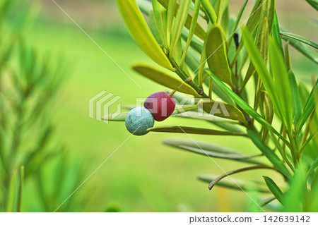 Blue and red berries of the Podocarpus macrophyllus tree (autumn, September) Blue and red berries of the Podocarpus macrophyllus tree (autumn, September) 142639142