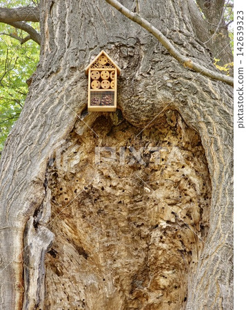 Insect Hotel Above a Large Natural Cavity in an Ancient Tree Trunk Insect Hotel Above a Large Natural Cavity in an Ancient Tree Trunk 142639323