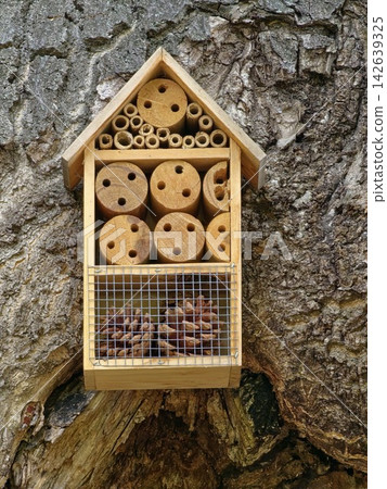 Wooden Insect Hotel Mounted on the Trunk of an Old Hollow Tree 142639325
