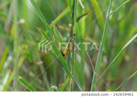 Ladder grasshopper 142639461