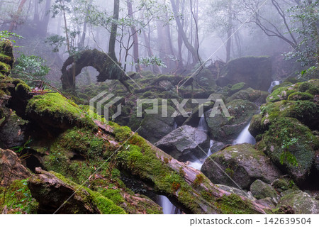 Winter in Shiratani Unsuikyo Gorge, Yakushima Island: A gorge shrouded in mist. Winter in Shiratani Unsuikyo Gorge, Yakushima Island: A gorge shrouded in mist. 142639504
