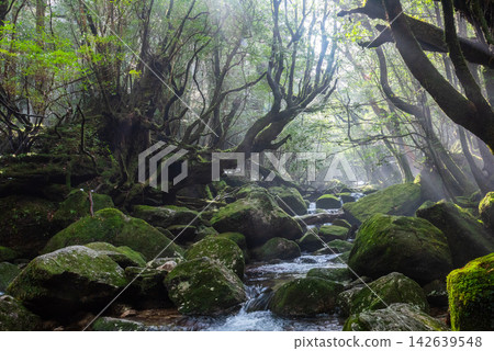 Winter in Shiratani Unsuikyo Gorge, Yakushima: A valley shrouded in mist and dappled sunlight. Winter in Shiratani Unsuikyo Gorge, Yakushima: A valley shrouded in mist and dappled sunlight. 142639548