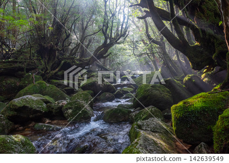 屋久島白谷雲水峽的冬天:山谷籠罩在薄霧之中,陽光斑駁地灑落在山谷裡。 屋久島白谷雲水峽的冬天:山谷籠罩在薄霧之中,陽光斑駁地灑落在山谷裡。 142639549