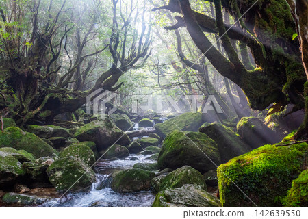 屋久島白谷雲水峽的冬天:山谷籠罩在薄霧之中,陽光斑駁地灑落在山谷裡。 屋久島白谷雲水峽的冬天:山谷籠罩在薄霧之中,陽光斑駁地灑落在山谷裡。 142639550