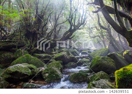 屋久島白谷雲水峽的冬天:山谷籠罩在薄霧之中,陽光斑駁地灑落在山谷裡。 屋久島白谷雲水峽的冬天:山谷籠罩在薄霧之中,陽光斑駁地灑落在山谷裡。 142639551