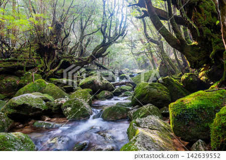 屋久島白谷雲水峽的冬天:山谷籠罩在薄霧之中,陽光斑駁地灑落在山谷裡。 屋久島白谷雲水峽的冬天:山谷籠罩在薄霧之中,陽光斑駁地灑落在山谷裡。 142639552