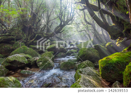 屋久島白谷雲水峽的冬天：山谷籠罩在薄霧之中，陽光斑駁地灑落在山谷裡。 142639553