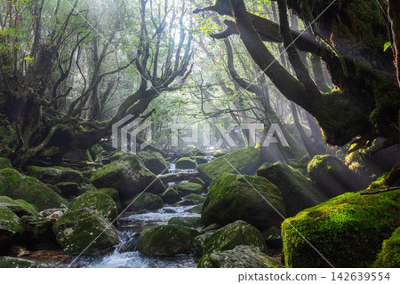 屋久島白谷雲水峽的冬天:山谷籠罩在薄霧之中,陽光斑駁地灑落在山谷裡。 屋久島白谷雲水峽的冬天:山谷籠罩在薄霧之中,陽光斑駁地灑落在山谷裡。 142639554