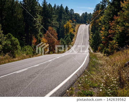 asphalt road in the forest asphalt road in the forest 142639562
