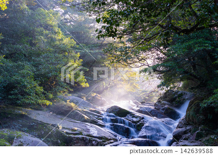 屋久島白谷雲水峽的冬景:陽光與奔流的河水 屋久島白谷雲水峽的冬景:陽光與奔流的河水 142639588