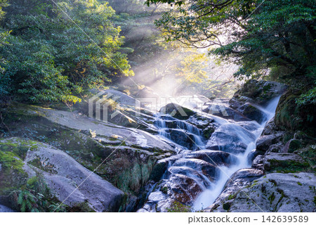 屋久島白谷雲水峽的冬景:陽光與奔流的河水 屋久島白谷雲水峽的冬景:陽光與奔流的河水 142639589