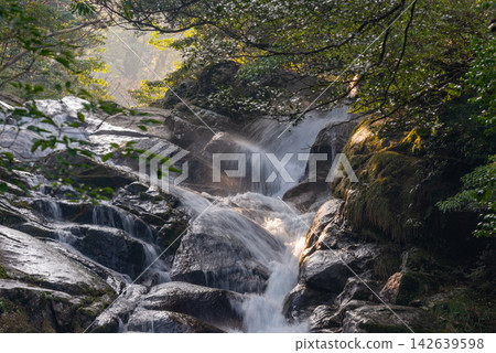 Winter in Shiratani Unsuikyo Gorge, Yakushima: Rays of light and the falling river Winter in Shiratani Unsuikyo Gorge, Yakushima: Rays of light and the falling river 142639598