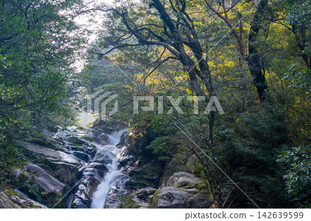 Winter in Shiratani Unsuikyo Gorge, Yakushima: Rays of light and the falling river Winter in Shiratani Unsuikyo Gorge, Yakushima: Rays of light and the falling river 142639599