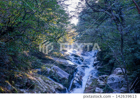屋久島白谷雲水峽的冬景：陽光與奔流的河水 142639613