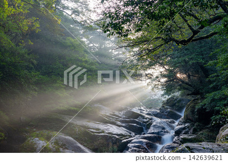 Winter in Shiratani Unsuikyo, Yakushima: Magnificent rays of light, Hiryu-otoshi Winter in Shiratani Unsuikyo, Yakushima: Magnificent rays of light, Hiryu-otoshi 142639621