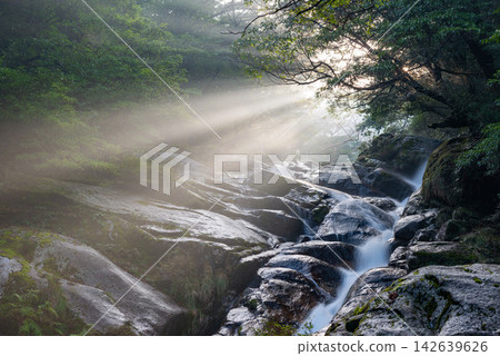 屋久島白谷雲水峽的冬天:絢麗的光芒、飛龍大志 屋久島白谷雲水峽的冬天:絢麗的光芒、飛龍大志 142639626