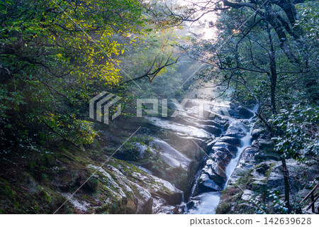 屋久島白谷雲水峽的冬天:絢麗的光芒、飛龍大志 屋久島白谷雲水峽的冬天:絢麗的光芒、飛龍大志 142639628