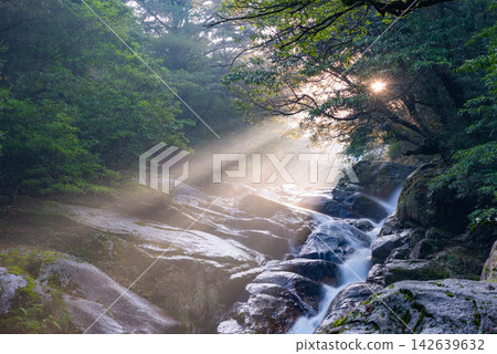 Winter in Shiratani Unsuikyo, Yakushima: Magnificent rays of light, Hiryu-otoshi Winter in Shiratani Unsuikyo, Yakushima: Magnificent rays of light, Hiryu-otoshi 142639632