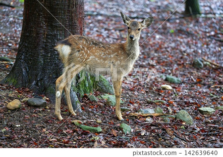 奈良公園的鹿 奈良公園的鹿 142639640