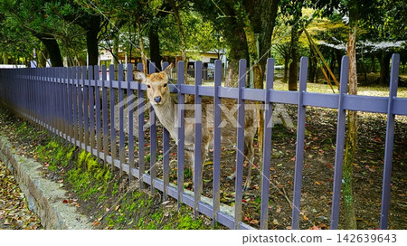奈良公園的鹿 奈良公園的鹿 142639643