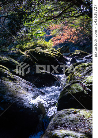 Late autumn foliage in Shiratani Unsuikyo, Yakushima Late autumn foliage in Shiratani Unsuikyo, Yakushima 142639727