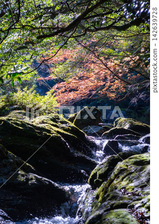 屋久島白谷雲水峽的深秋紅葉 屋久島白谷雲水峽的深秋紅葉 142639728