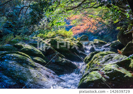 屋久島白谷雲水峽的深秋紅葉 142639729