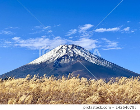 Mount Fuji seen from a field of Japanese pampas grass 142640795