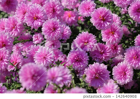 Chrysanthemum Chrysanthemum 142640908