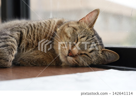 A cat sleeping on the windowsill A cat sleeping on the windowsill 142641114