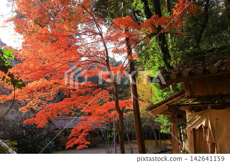 The grounds of Engyo-ji Temple (Himeji City, Hyogo Prefecture) surrounded by autumn leaves. The grounds of Engyo-ji Temple (Himeji City, Hyogo Prefecture) surrounded by autumn leaves. 142641159