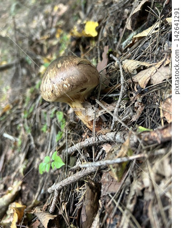Matsutake mushrooms, an autumn delicacy growing on the forest floor. Matsutake mushrooms, an autumn delicacy growing on the forest floor. 142641291