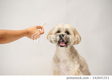 A Maltipoo and Shih Tzu mix dog receiving treats from its owner's hand. 142641351
