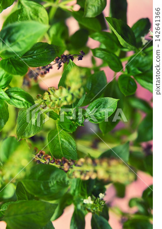 Basil leaves Basil leaves 142641366