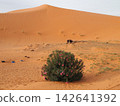 Desert, Oasis, Morocco, Sahara Desert 142641392