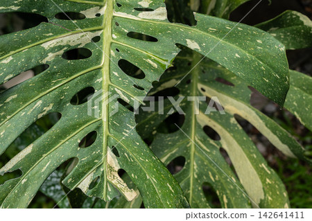 Close up of variegated Monstera plant leaf having damaged from pests eating.  142641411