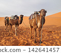 Camel in the Sahara 142641457