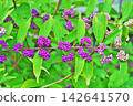 Small purple berries of the Japanese beautyberry (Autumn, September) 142641570