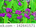 Small purple berries of the Japanese beautyberry (Autumn, September) 142641571